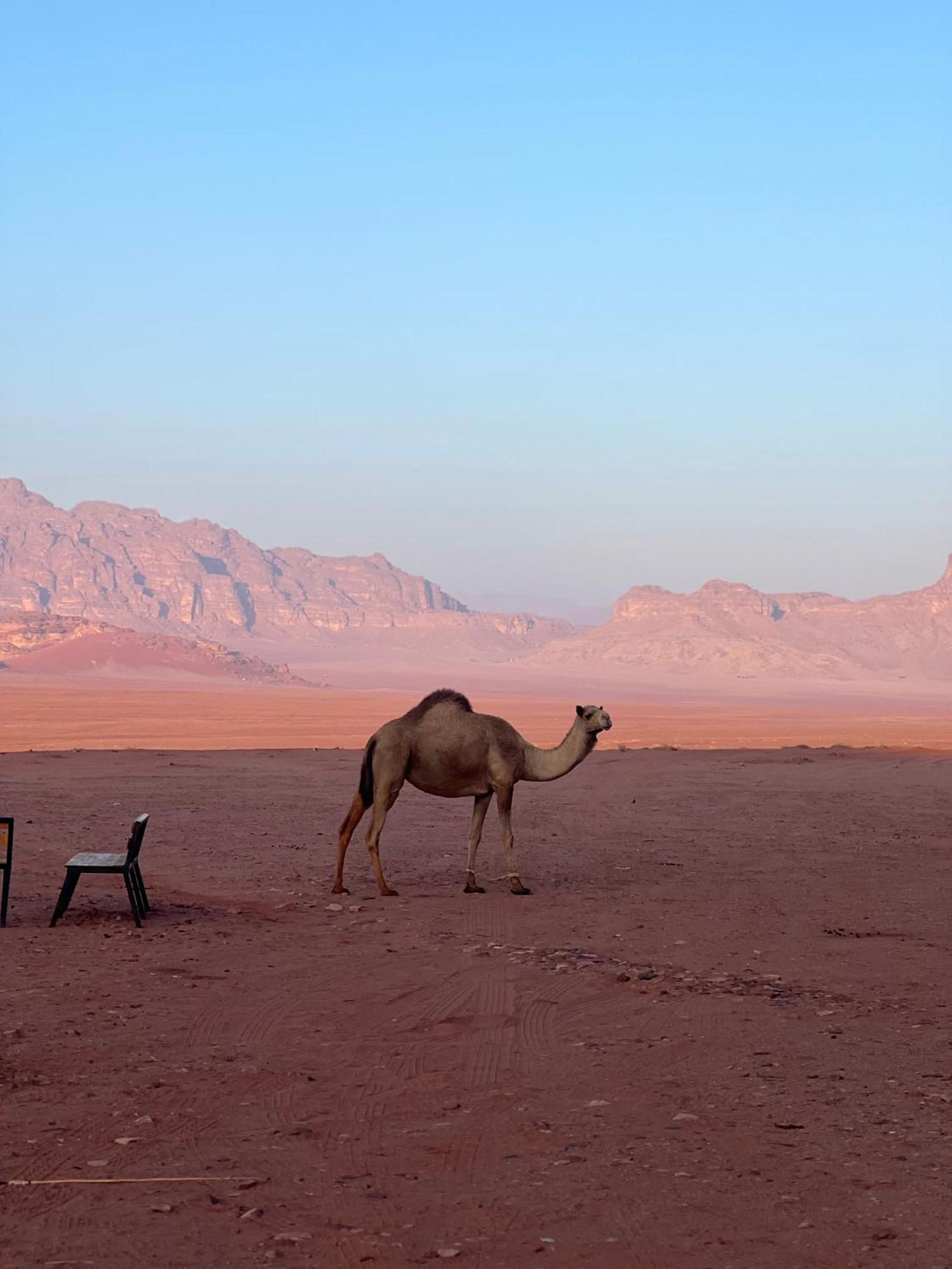 Desert Bird Camp Wadi Rum Exterior foto
